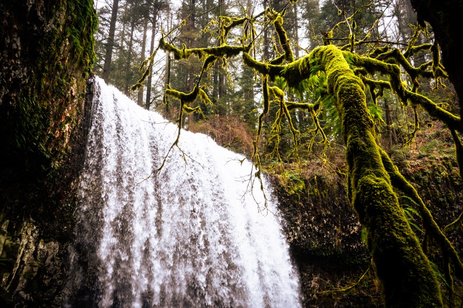 A broad waterfall framed by evergreen branches covered in moss.